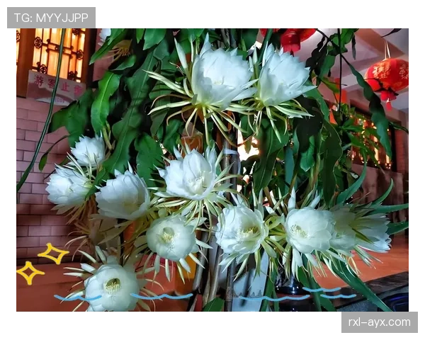 巴尔科拉是否昙花一现：高光表现能否持续？